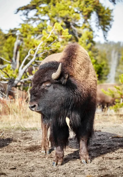 Bisonte Americano Bisonte Yellowstone National Park Wyoming Estados Unidos —  Fotos de Stock