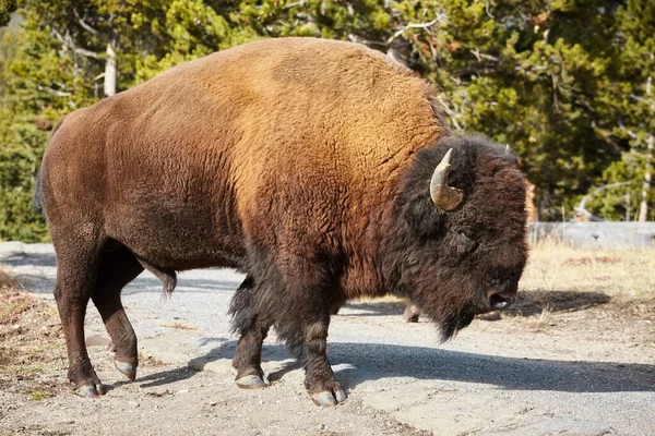 Bisonte Americano Bisonte Bisonte Por Una Carretera Parque Nacional Yellowstone —  Fotos de Stock