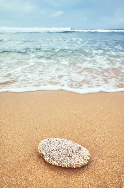 Coral Una Playa Tropical Enfoque Selectivo — Foto de Stock