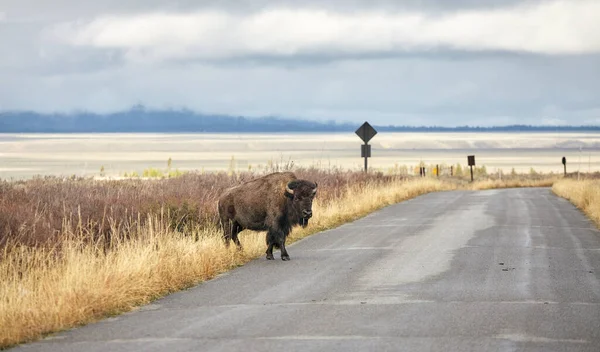 Bisonte Americano Camina Una Carretera Parque Nacional Grand Teton Enfoque —  Fotos de Stock