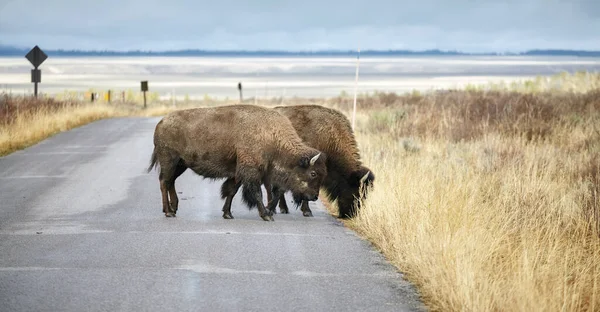 Dos Bisontes Americanos Cruzan Una Carretera Parque Nacional Grand Teton —  Fotos de Stock