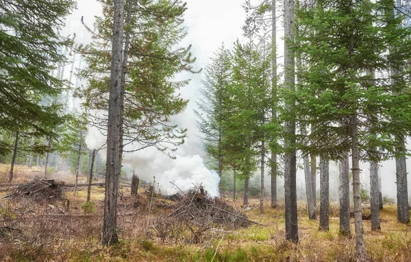 Queimadura Controlada Madeira Seca Galhos Para Evitar Incêndio Natural Wyoming — Fotografia de Stock