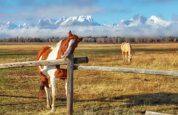 Konie Pastwisku Teton Range Tle Wyoming Usa — Zdjęcie stockowe