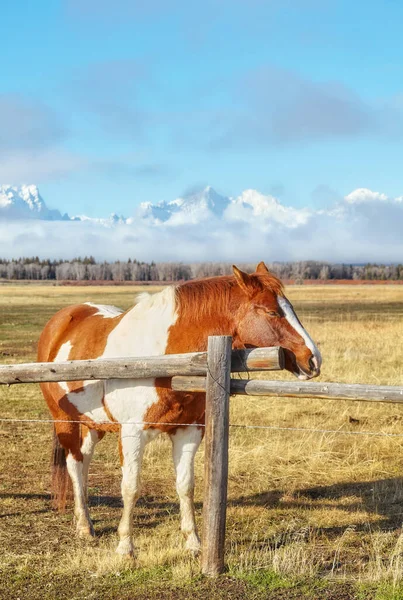 Hest Ved Hegn Med Teton Range Baggrunden Wyoming Usa - Stock-foto