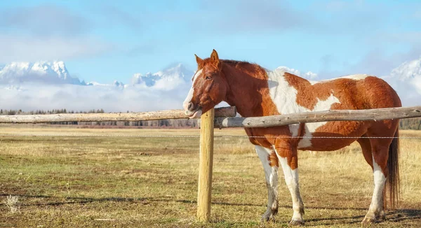 Paard Door Weide Hek Met Teton Range Achtergrond Wyoming Verenigde — Stockfoto
