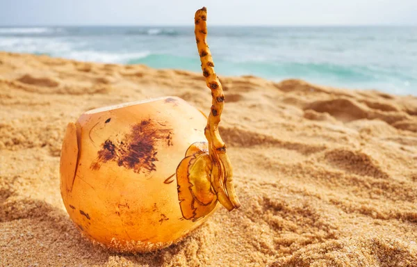 Cocco Una Spiaggia Tropicale Attenzione Selettiva — Foto Stock