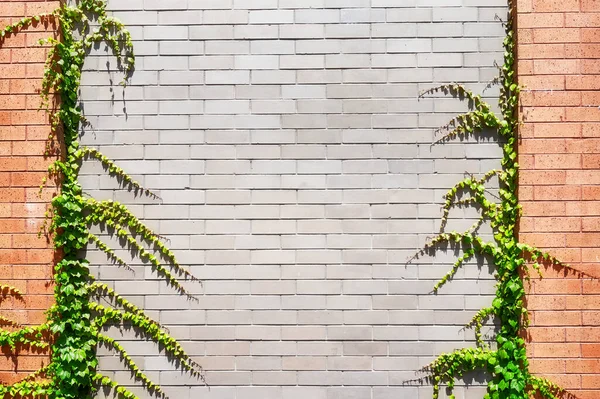 Old Bangunan Dinding Bata Dengan Ivy — Stok Foto