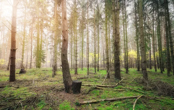 Bild Eines Tiefen Waldes Herbst — Stockfoto