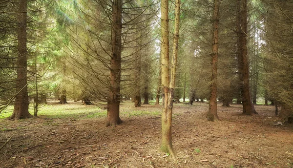 Immagine Una Vecchia Foresta Profonda — Foto Stock