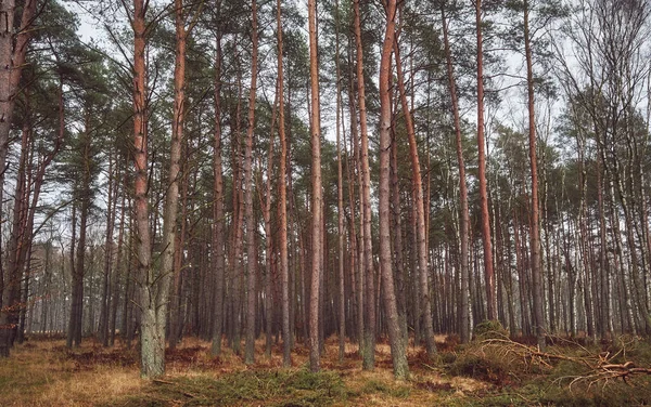 Immagine Una Foresta Autunno Colore Tonificante Applicato — Foto Stock