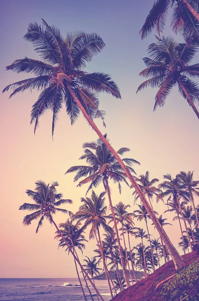 Tropisch Eiland Met Kokospalmen Bij Zonsopgang Kleur Versteviging Toegepast Sri — Stockfoto