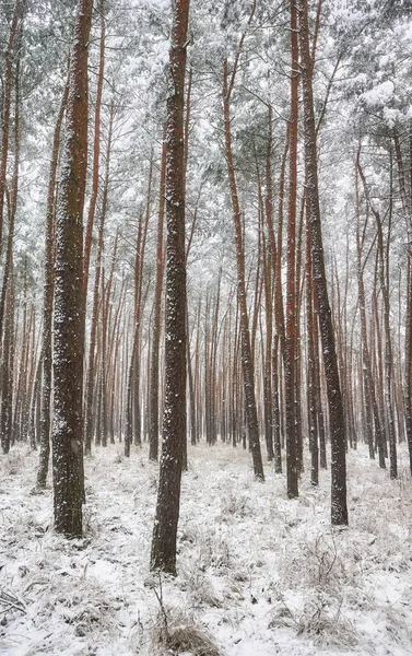 Obrázek Zimního Lesa Při Silném Sněžení — Stock fotografie