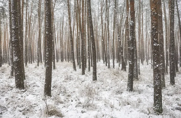 Obrázek Zimního Lesa Při Silném Sněžení — Stock fotografie