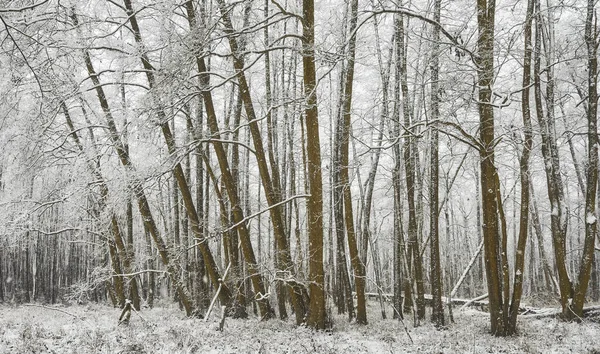Zimní Les Při Silném Sněžení — Stock fotografie