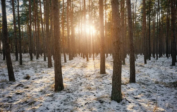 Zimní Les Sněhovou Pokrývkou Proti Slunci — Stock fotografie