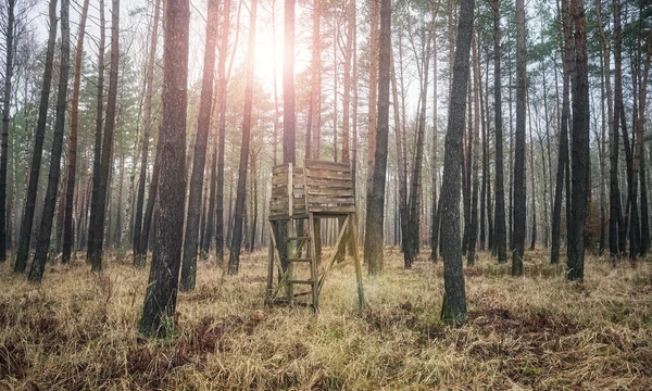 Pulpito Caccia Bosco — Foto Stock