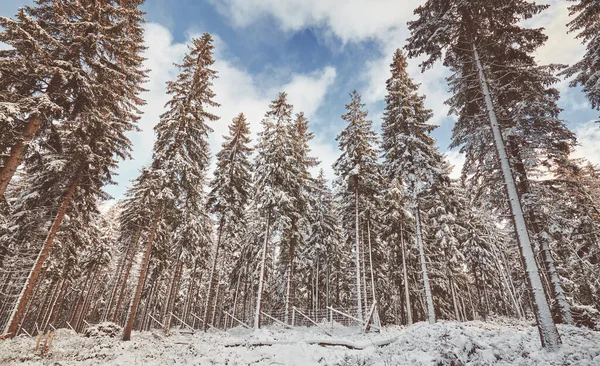 Krásná Zimní Lesní Krajina Barevné Tónování Použito — Stock fotografie