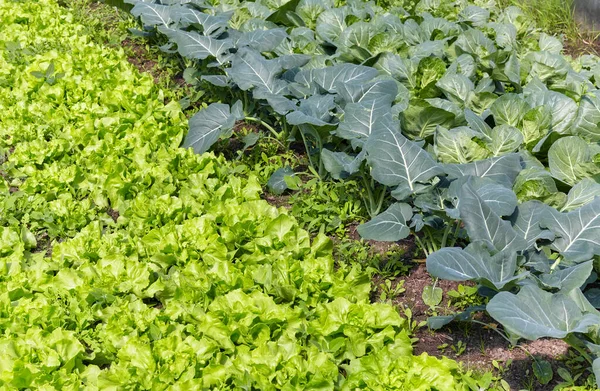 Tanaman Sayuran Daun Hijau Organik Fokus Selektif — Stok Foto