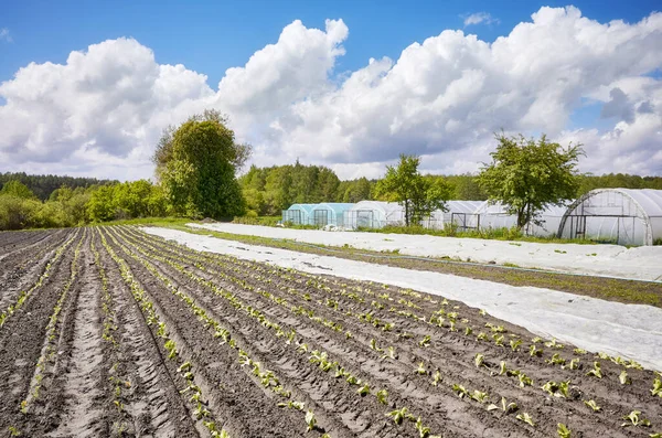 不織布農業用繊維の一部が畑を覆うエコファーム — ストック写真