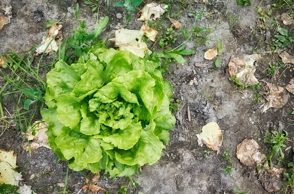 Laitue Biologique Vue Haut Vers Bas Mise Point Sélective — Photo