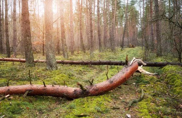 飓风过后在森林里砍倒的树 — 图库照片
