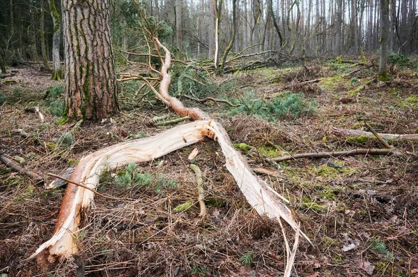 Σπασμένο Δέντρο Ένα Δάσος Μετά Από Ένα Βαρύ Ανεμοθύελλα — Φωτογραφία Αρχείου