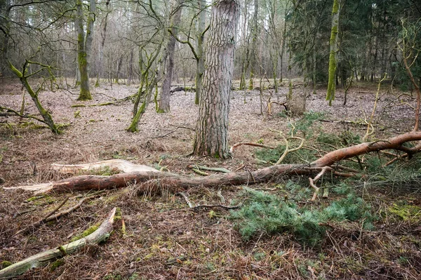 Σπασμένο Δέντρο Ένα Δάσος Μετά Από Ένα Βαρύ Ανεμοθύελλα — Φωτογραφία Αρχείου