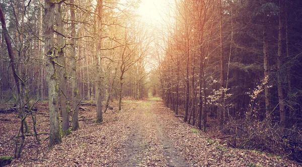 Image Une Route Dans Une Forêt Hiver Tonification Des Couleurs — Photo