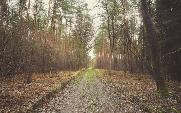 Bild Einer Straße Einem Wald Winter Farbtonung Aufgetragen — Stockfoto