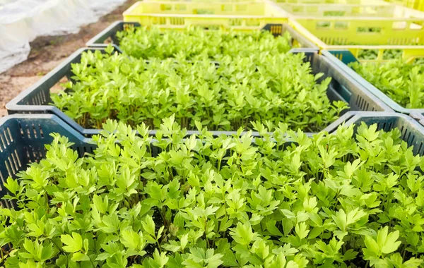 Close Picture Organic Vegetable Seedlings Boxes Selective Focus — ストック写真