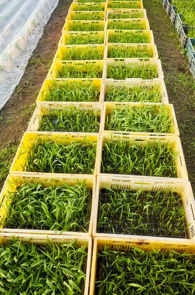 箱の中の有機野菜の苗 温室プランテーション — ストック写真