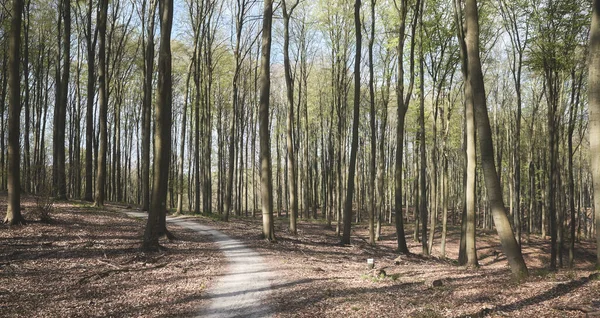 Ścieżka Starym Lesie Tonowanie Kolorów Stosowane — Zdjęcie stockowe