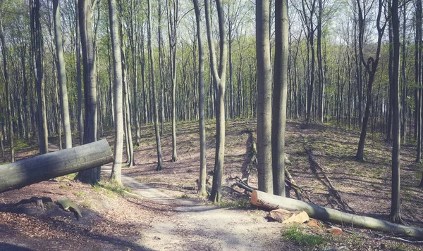 Caminho Uma Floresta Velha Tonificação Cor Aplicada — Fotografia de Stock