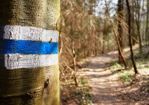 Blue trail marker painted on a tree trunk, selective focus