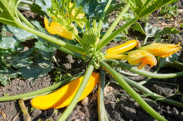 Organic Golden Zucchini Plant Flowers Fruits Selective Focus — Φωτογραφία Αρχείου