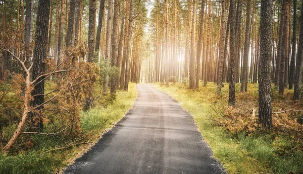 Asphalt Path Forest Summer Nature Travel Concept Color Toning Applied — Stock Photo, Image