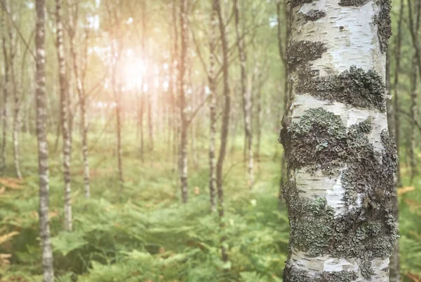 Close Picture Birch Tree Trunk Color Toning Applied Selective Focus — ストック写真