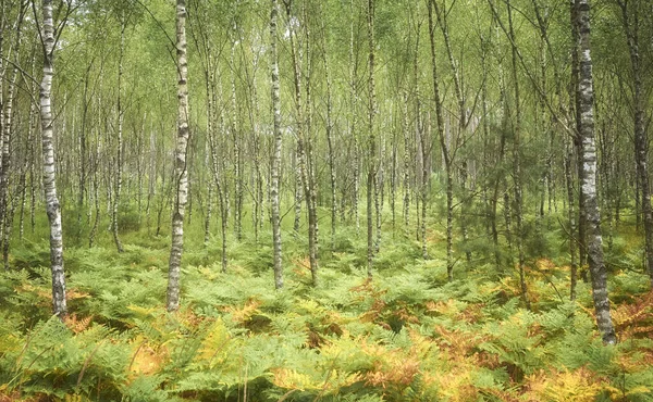 Birch Tree Grove Fern Color Toning Applied — Stock fotografie