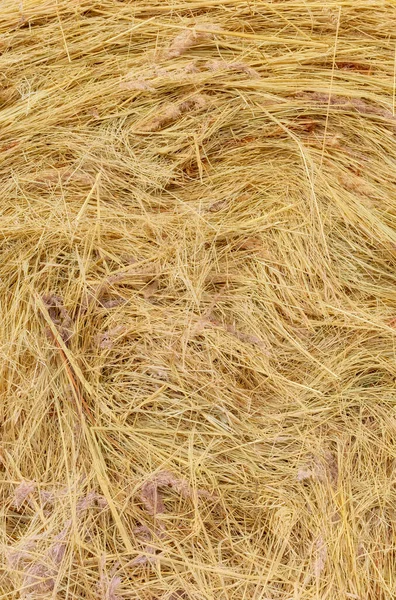 Close Picture Hay Bale Abstract Natural Background — Foto de Stock