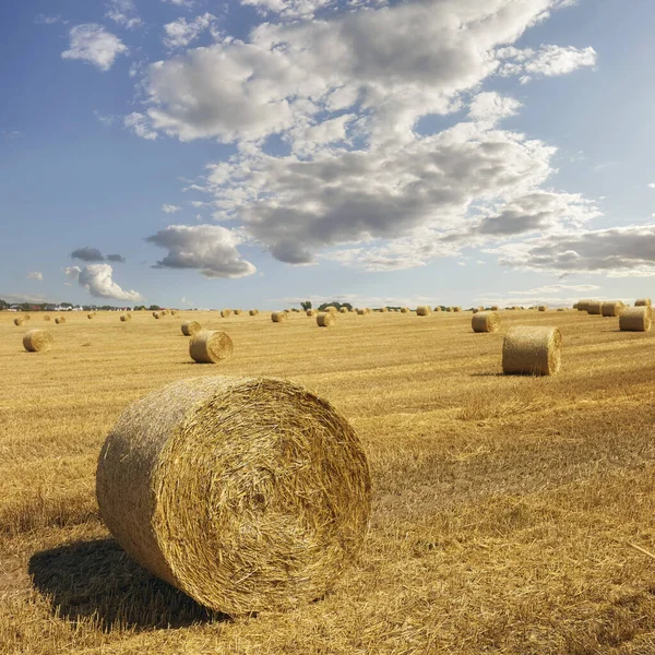 Summer Landscape Hay Bales Field Selective Focus — Stock fotografie