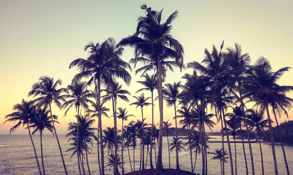 Tropical Island Coconut Palm Trees Silhouettes Sunset Color Toning Applied — 图库照片