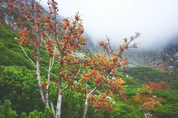 Mountain ash in Giant Mountains on a foggy autumn day, color toning applied, selective focus, Poland.