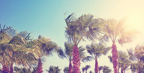 Güneşe Karşı Duran Palmiye Ağaçlarının Resmi Renk Tonlama Uygulanır — Stok fotoğraf