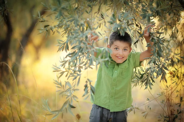Boy stands under an olive tree — Stock Photo, Image