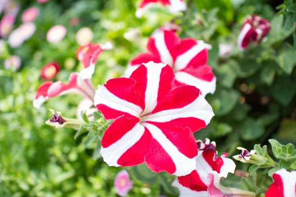 Flores raras — Foto de Stock