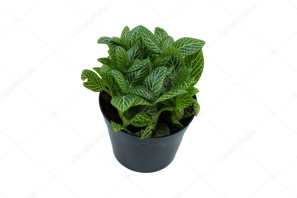 Little plant in a black pot on white background