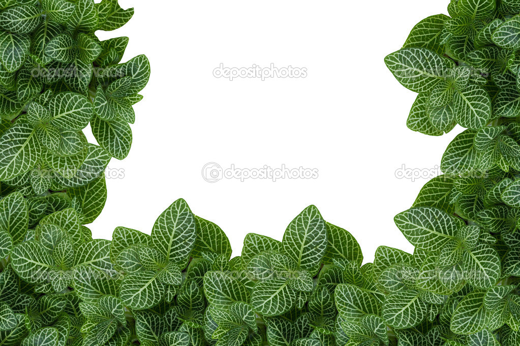 little plants as a blank frame with a white isolated copy space 