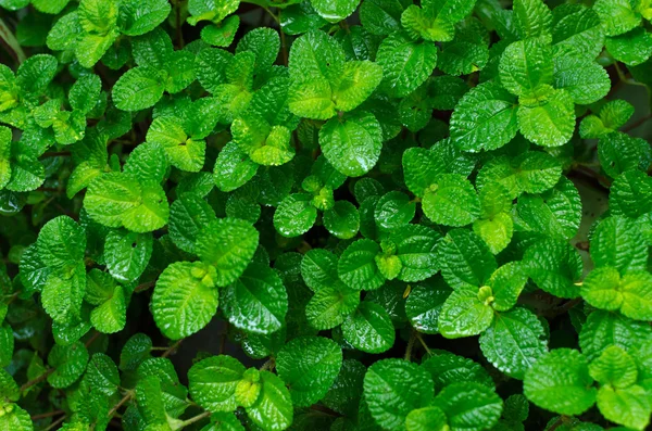 Groene bladeren achtergrond in het bos — Stockfoto