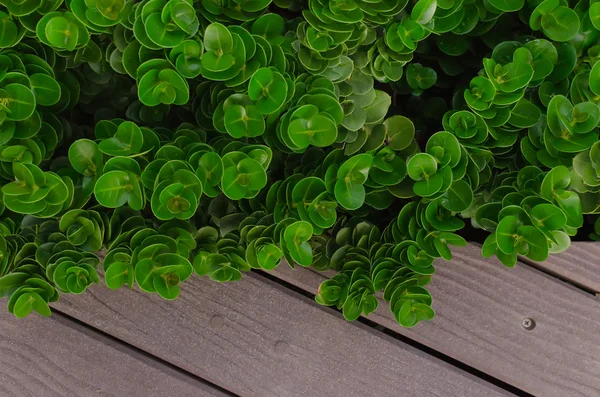 Plantje op hout achtergrond — Stockfoto