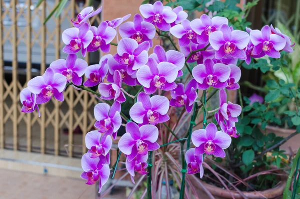 Bella viola orchidea phalaenopsis — Stockfoto